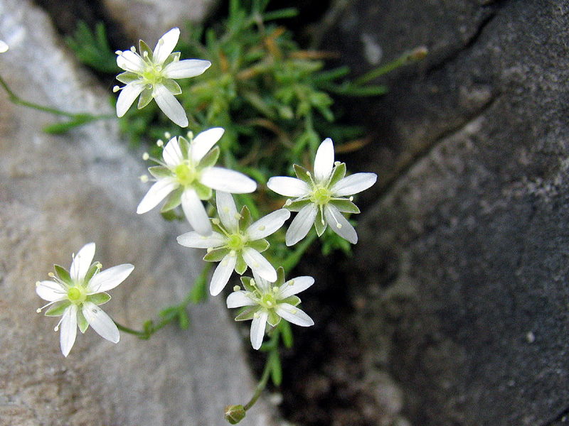 Moehringia glaucovirens / Moehringia verde-glauca